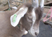 Fabulous Entire Intact Toggenburg Billy Goat Kid - Father Pedigree