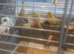 Hobby breeder