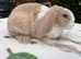 Two beautiful mini plush lops