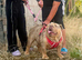 Stunning female English bulldog