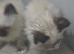 I have two male kittens forsale