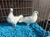 Pigeon for sale