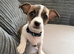 Chihuahua pup for sale