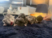 Mainecoon cross kittens