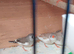 Finches Pair javas and others
