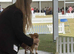 KC registered chihuahua boy