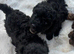 Beautiful Toy Poodle both males