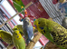 Baby&rsquo;s green cheek conure