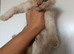 2 boy maine coons left!!
