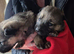 Gorgeous German Shepherd puppies
