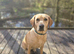 Beautiful labrador retriever