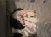 Toy poodles for sale