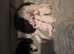 Toy poodles for sale