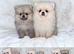 Stunning Pomeranian Boy Puppys
