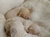 Beautiful maltipoos