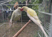 Yellow and white ring neck pair.