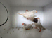 13 Zebra finch Mix lot of colour mutations