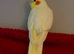 Beautiful cockatiel