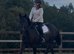 16hh gelding