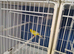 1 pair of Irish fancy canaries