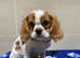 Cavalier King Charles