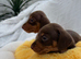 Miniature Dachshund