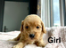 Lovely cockapoo puppies ready on 15th July