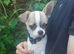 Apple head chihuahua boy 17w
