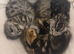 4 beautiful part bengal kittens