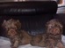 Imperial shih tzu puppies