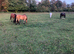 DIY GRAZING EPSOM