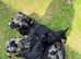Working Cocker Spaniel Puppies