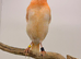 Red canary hen