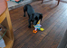 Dog sitter