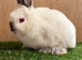 Netherland Dwarf baby Boy