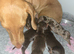 miniature dachshund pups