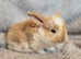 Baby french lops