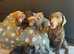 Lovely Silver and Charcoal Labrador puppies