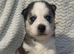 Stunning husky pups