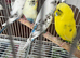 3 months young budgies available