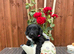 Cockatoo puppies