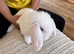White blue eyes mini lop rabbit