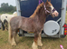 Fantastic riding pony