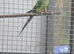 Baraband hen