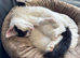 Black and White British Shorthair 6 months