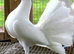 PURE WHITE/WHITE WITH BLACK TAILS FANTAILS (PERMANENTLY ERECTED TAILS)