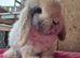 Cashmere mini lop doe