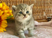 BEAUTIFUL SCOTTISH/BSH (READY 17TH JULY)
