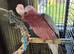 Male Galah Cockatoo