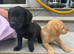 A stunning litter